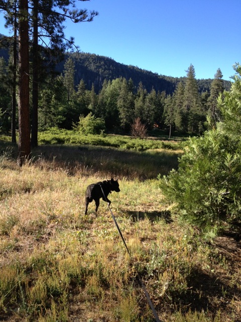 A lovely centered picture of a girly dog spying something very interesting and smelly.