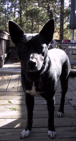 Black dog.