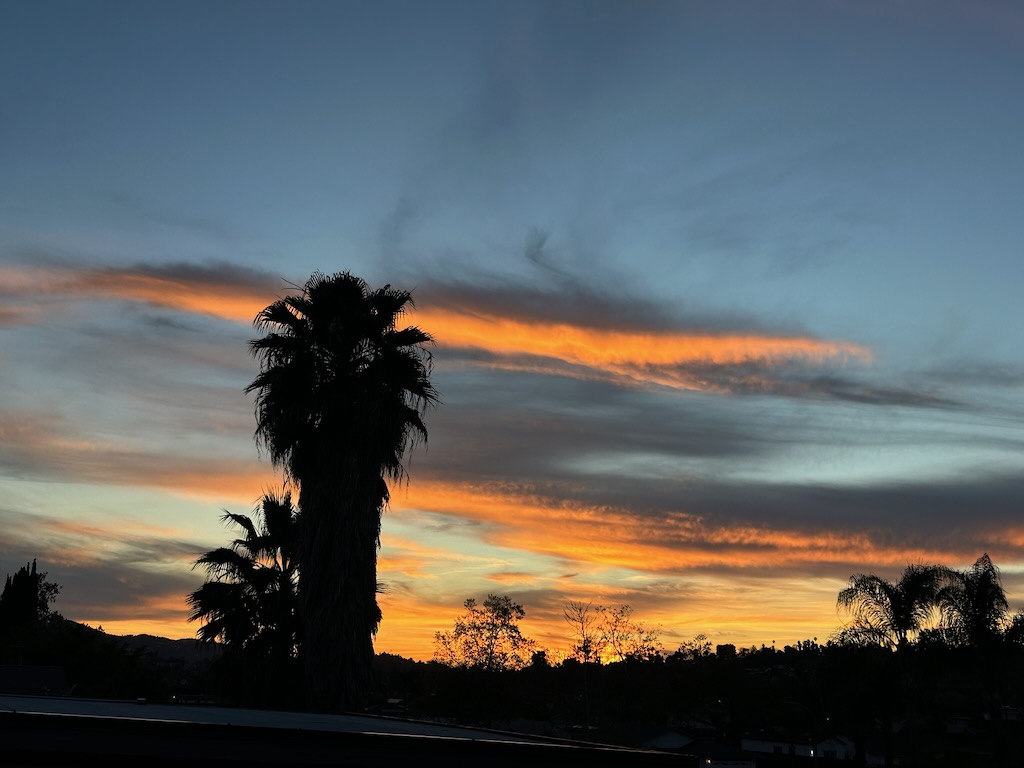A dramatic golden sunset from my backyard with palm trees in silhouette.